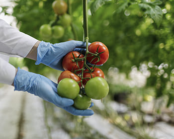 Monitoraggio dei pericoli nella filiera alimentare con ISO 22000 Controllo sicurezza alimentare lungo la filiera